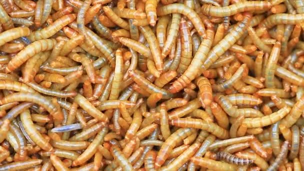Close-up van maaltijd wormen - Video
