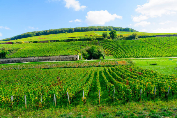 Countryside in Cote dOr, Burgundy - Фото, зображення