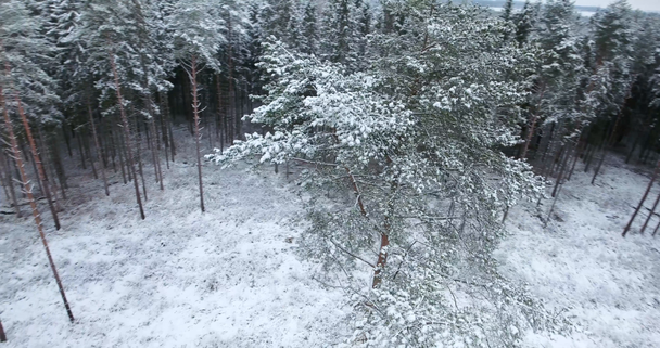 vista aérea da floresta nevada no inverno
 - Filmagem, Vídeo
