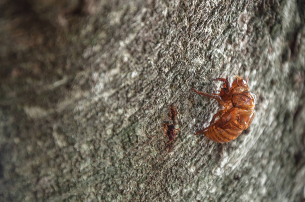 Cicadan kuori kiinnitetty puuhun
. - Valokuva, kuva