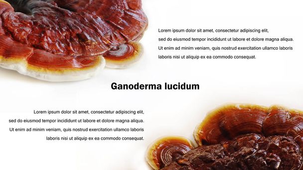 Ganoderma lucidum achtergrond met voorbeeldtekst. - Foto, afbeelding