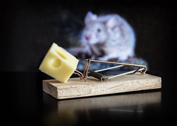 Trampa para atrapar ratones
 - Foto, Imagen
