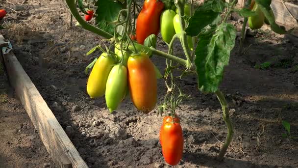 Arbeiter erntet rote reife Tomaten in einem Gewächshaus - Filmmaterial, Video