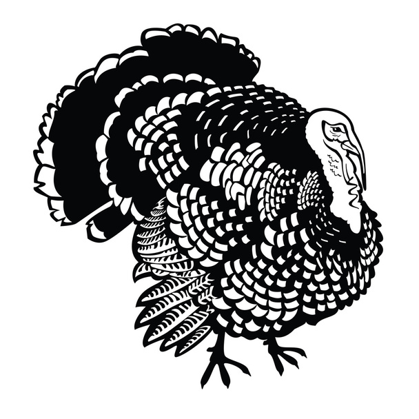 Standing turkey black and white - Vector, imagen