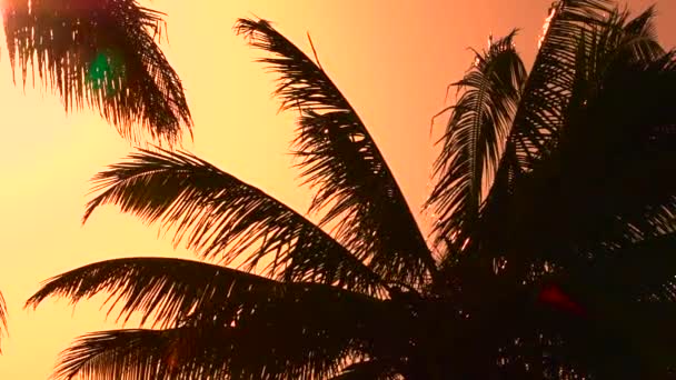 Yakın: şaşırtıcı altın günbatımında yaz esintiyle sallanan palmiye ağacı kanopiler - Video, Çekim