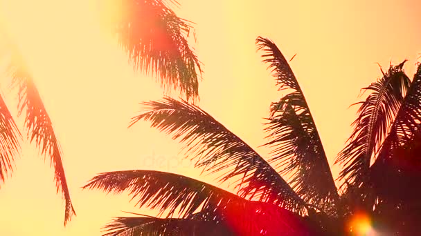 Zblízka: Palm dorustající houpat v letní vánek na úžasné golden sunrise - Záběry, video