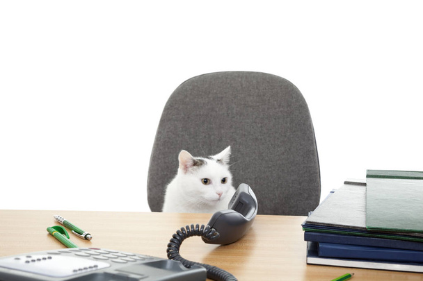 cat sit at the desk - Фото, изображение