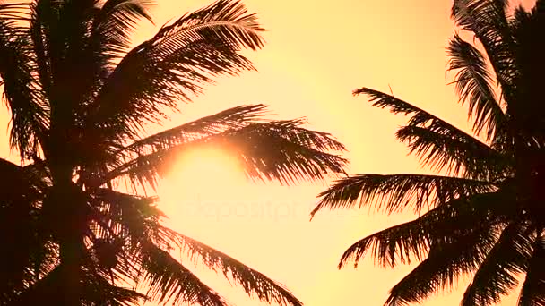 CLOSE UP: Palm tree canopies swinging in summer breeze at amazing golden dawn - Footage, Video