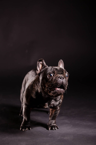 Bulldog francés negro
 - Foto, imagen
