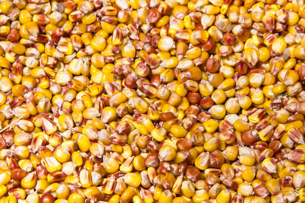 massa di grani di mais giallo consistenza - Foto, immagini