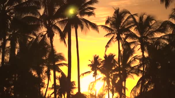 Lage hoek bekijken: Hoge coconut palmbomen bewegen in de wind bij verbazende gouden zonsondergang - Video