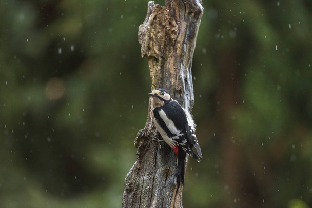 Great Spotted Woodpecker  - Photo, Image