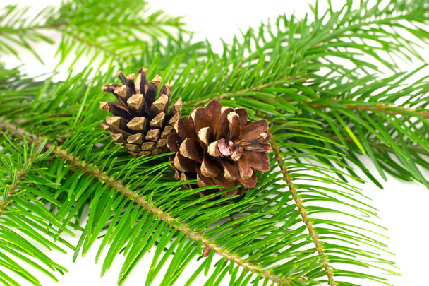 tree branch with cones on a white background isolation - Photo, Image