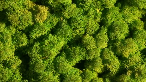 Олень мох стены, зеленая стена украшения, lichen Cladonia rangiferina
 - Кадры, видео