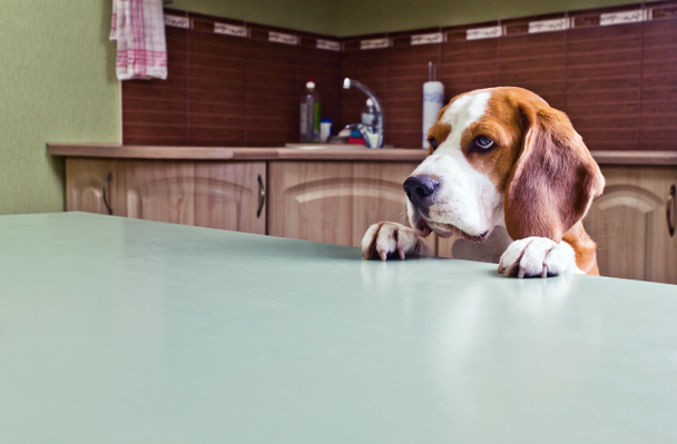 Dog in expectation of meal - Фото, изображение