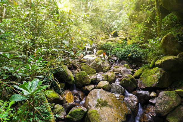 Tuoreuden käsite - Luonnon sademetsä aamuauringon valossa
 - Valokuva, kuva
