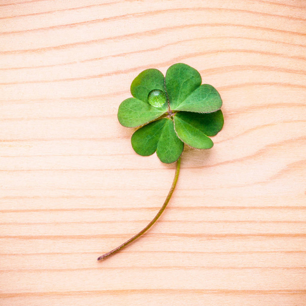 Clovers leaves on wooden background   .The symbolic of Four Leaf Clover the fi - Photo, Image