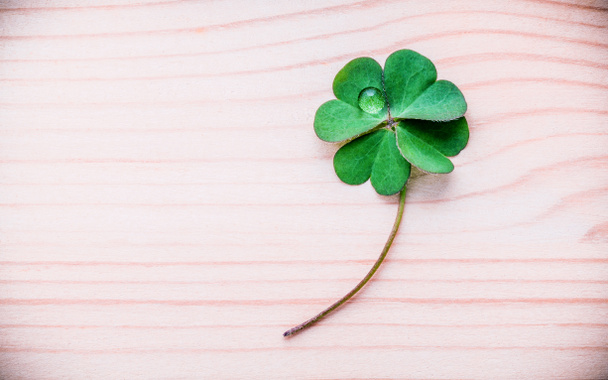 Clovers leaves on wooden background  .The symbolic of Four Leaf Clover the fi - Photo, Image
