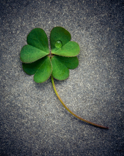 Clovers leaves on Stone .The symbolic of Four Leaf Clover the fi - Photo, Image