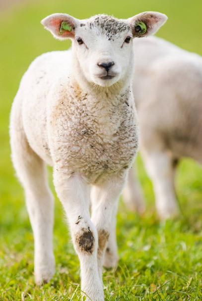 young lambs in a green meadow in spring - Photo, Image