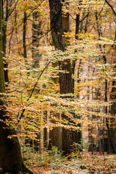 Ağaç dalları veya çırpı sonbaharın - Fotoğraf, Görsel