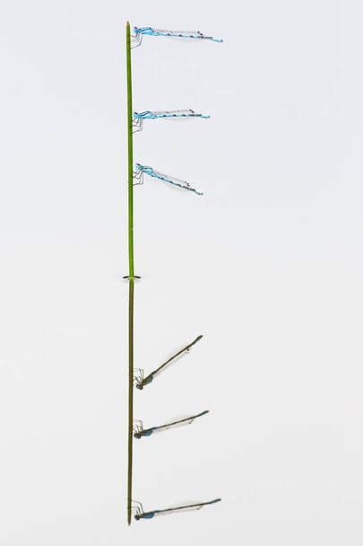 Макрокартина дамсельмух
 - Фото, изображение