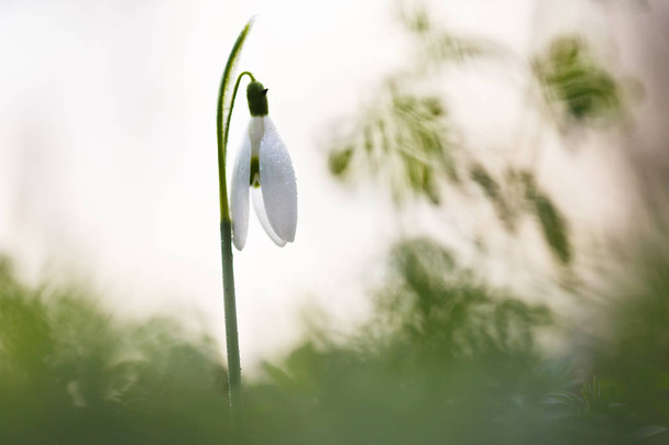 Tavasszal virágzó hóvirág - Fotó, kép