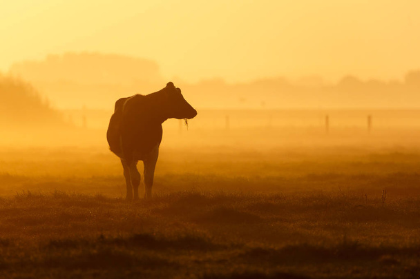 vaca en una mañana brumosa
 - Foto, imagen