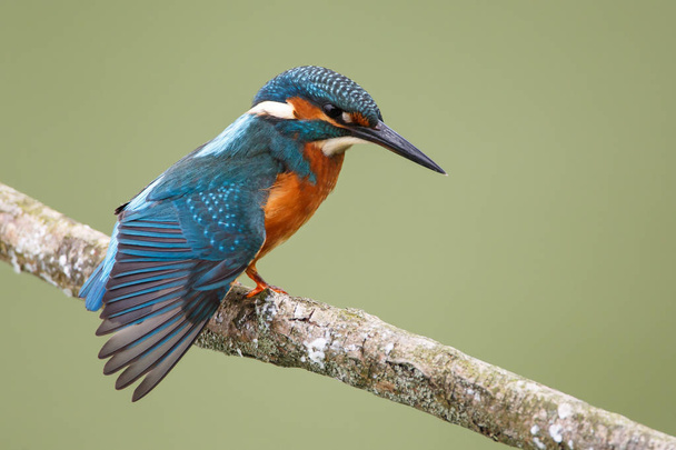 Kingfisher Bird na větvi - Fotografie, Obrázek