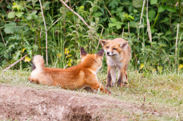 Luta contra as raposas vermelhas
 - Foto, Imagem