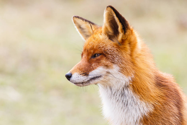 Retrato de un zorro rojo
 - Foto, imagen