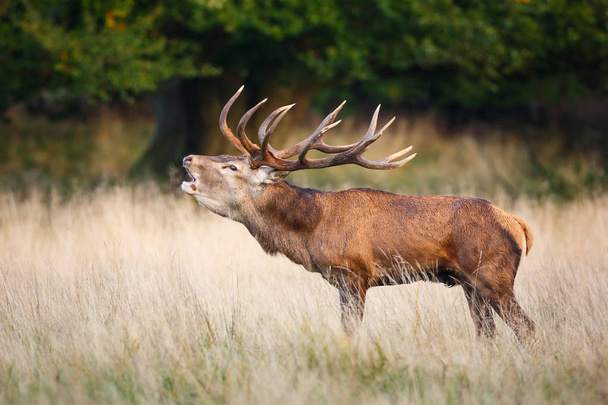 Roaring red deer stag - Photo, Image