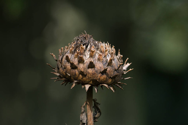 Cabeza de semilla de alcachofa globo
 - Foto, imagen