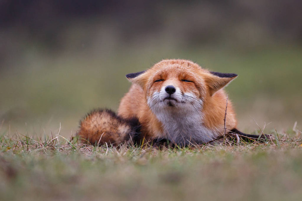 wild red fox  - Φωτογραφία, εικόνα