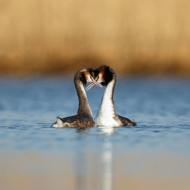 Great Crested Grebes in mating season - Photo, Image