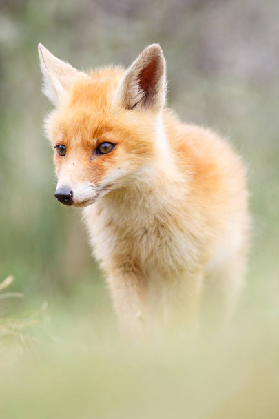 cucciolo di volpe rossa selvatica - Foto, immagini