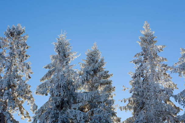 Winter pine forest background in sunlight beauty nature - Fotoğraf, Görsel