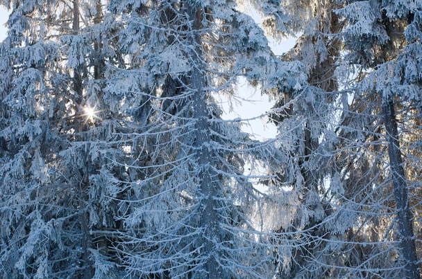 Kış çam ormanı arka planda güneş ışığı güzellik doğa - Fotoğraf, Görsel
