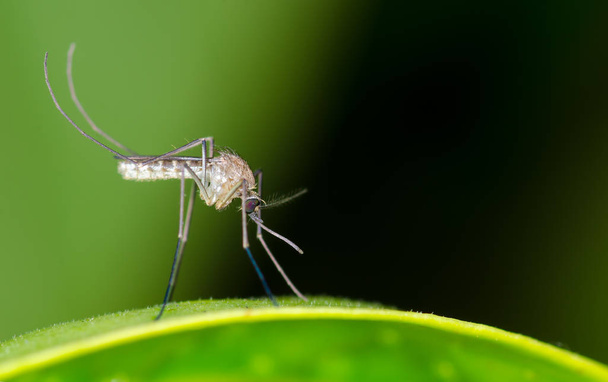 Mosquito odpoczynku w nocy - Zdjęcie, obraz