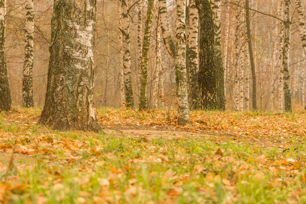 Birch Trees in Autumn Park - Фото, изображение