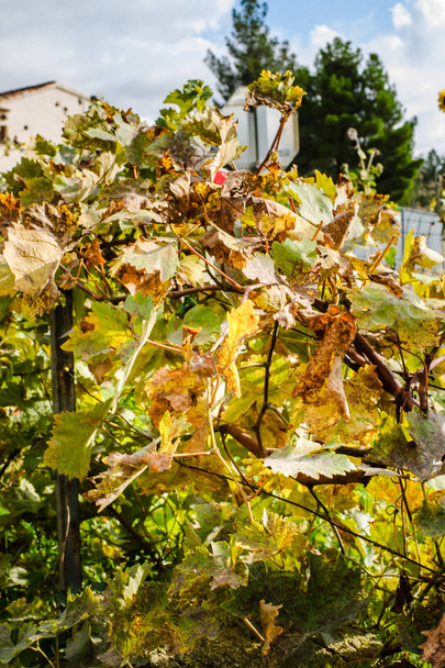 Осенний виноградник, Прованс, Франция - Фото, изображение