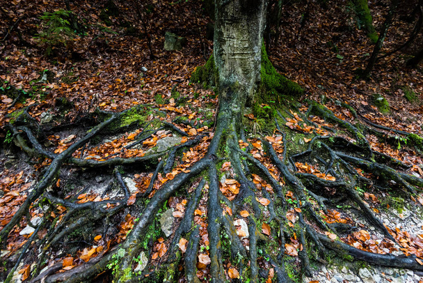 boomwortels bovengronds in herfst kleuren - Foto, afbeelding