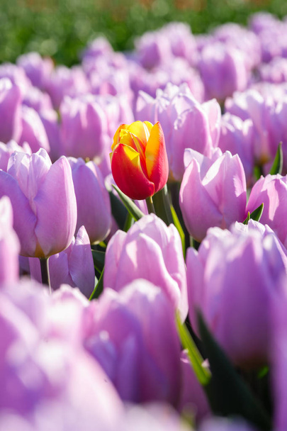 Tulipes au soleil de printemps. tulipe dans le champ
 - Photo, image