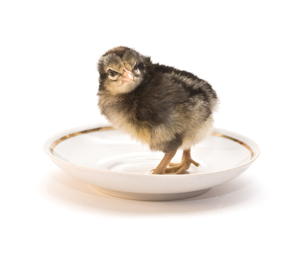 Chicken in a plate - 写真・画像