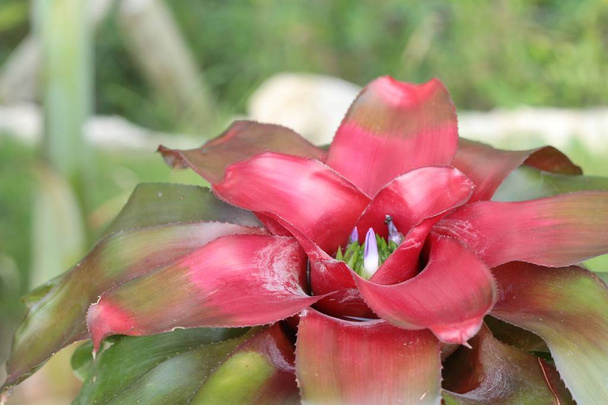 closed up of red Bromeliad flower. - Photo, Image