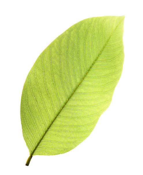 Hoja verde aislada sobre fondo blanco - Foto, Imagen