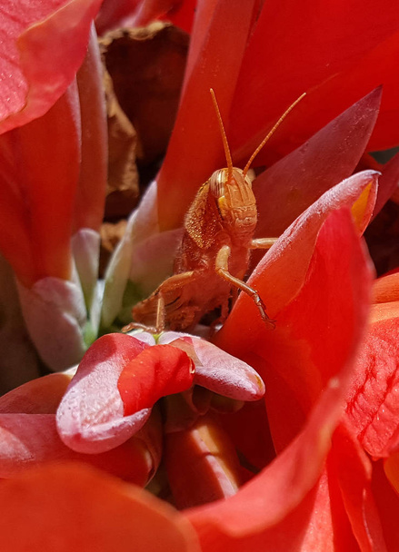 Saltamontes sobre pétalos de flor roja
 - Foto, imagen