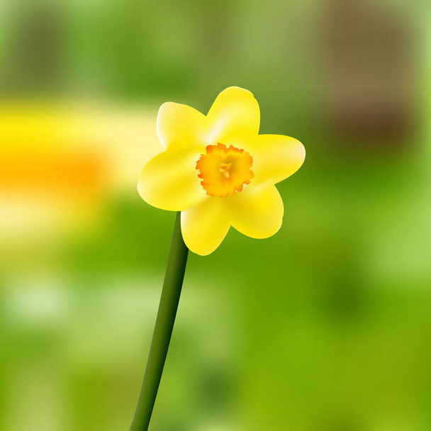 Egységes sárga nárcisz-narcissus virágzó vektoros illusztráció - Vektor, kép