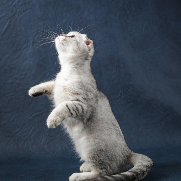 Fiatal kiscicák cica, sötét kék háttér  - Fotó, kép