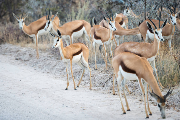 Группа антилоп Спрингбок осторожно переходит грунтовую дорогу
 - Фото, изображение